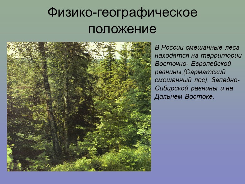 Физико-географическое положение В России смешанные леса находятся на территории Восточно- Европейской равнины,(Сарматский смешанный лес),